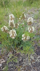 Astragalus lupulinus