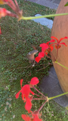 Macroglossum stellatarum