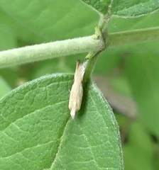 Pseudexentera costomaculana