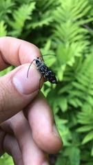 Sarosesthes fulminans