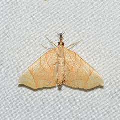 Eulithis diversilineata