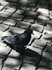 Columba livia domestica