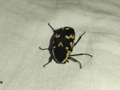 Amithao marginicollis