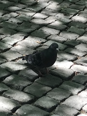 Columba livia domestica