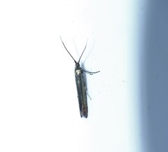 Coleophora deauratella
