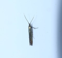 Coleophora deauratella