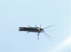 Coleophora deauratella
