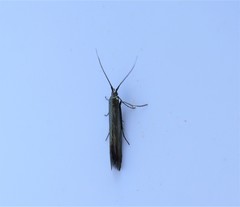 Coleophora deauratella