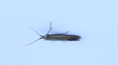 Coleophora deauratella