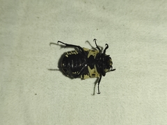 Amithao marginicollis