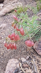 Astragalus chorinensis