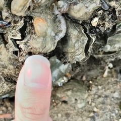Littoraria sinensis