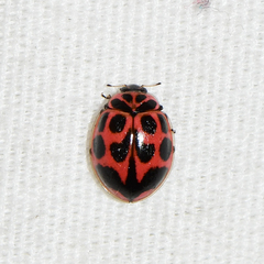 Neoharmonia venusta