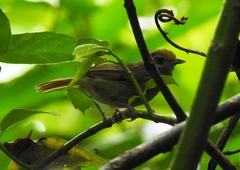 Tunchiornis ochraceiceps