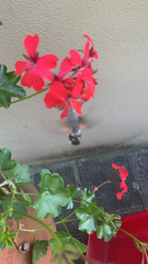 Macroglossum stellatarum