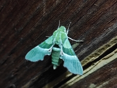 Proserpinus terlooii