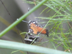 Hecatesia fenestrata