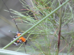 Hecatesia fenestrata