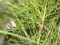 Hecatesia fenestrata