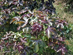 Jatropha gossypiifolia image