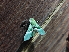 Proserpinus terlooii