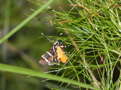 Hecatesia fenestrata