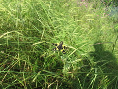 Libelloides macaronius