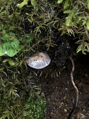 Cortinarius subolivascens