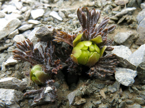 Eyre Mountains Buttercup (Ranunculus scrithalis)