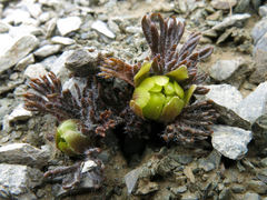 Ranunculus scrithalis