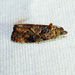 Verbena Bud Moth - Photo (c) Diane P. Brooks, some rights reserved (CC BY-NC-SA), uploaded by Diane P. Brooks