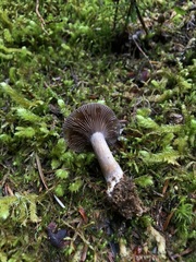 Cortinarius subolivascens