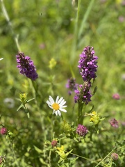 Dactylorhiza incarnata