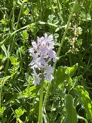 Dactylorhiza incarnata