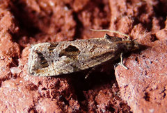 Endothenia nubilana