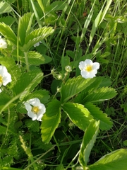 Fragaria viridis