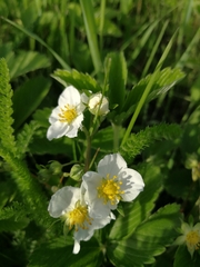 Fragaria viridis