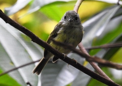 Oncostoma cinereigulare