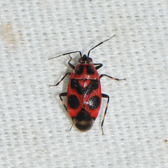 Deraeocoris histrio