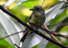 Oncostoma cinereigulare