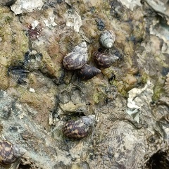 Littoraria sinensis