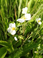 Fragaria viridis