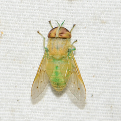 Chlorotabanus