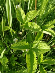 Fragaria viridis