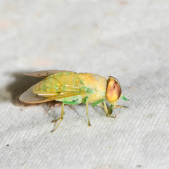 Chlorotabanus
