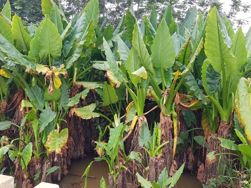 Water Banana