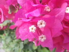 Bougainvillea × buttiana