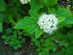 Physocarpus opulifolius