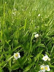 Fragaria viridis
