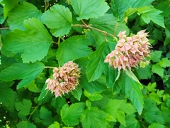 Physocarpus opulifolius